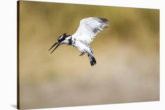 Pied Kingfisher, Chobe National Park, Botswana-Paul Souders-Stretched Canvas