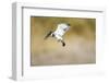 Pied Kingfisher, Chobe National Park, Botswana-Paul Souders-Framed Photographic Print