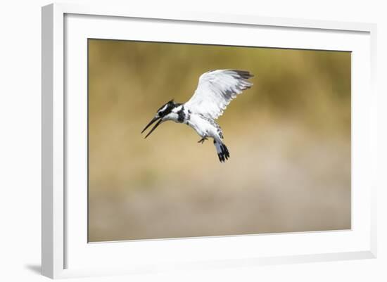 Pied Kingfisher, Chobe National Park, Botswana-Paul Souders-Framed Photographic Print