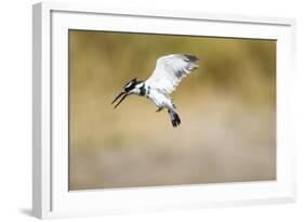 Pied Kingfisher, Chobe National Park, Botswana-Paul Souders-Framed Photographic Print