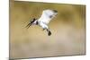 Pied Kingfisher, Chobe National Park, Botswana-Paul Souders-Mounted Photographic Print