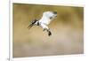 Pied Kingfisher, Chobe National Park, Botswana-Paul Souders-Framed Photographic Print