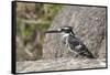 Pied Kingfisher-Hal Beral-Framed Stretched Canvas