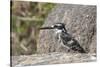 Pied Kingfisher-Hal Beral-Stretched Canvas