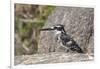 Pied Kingfisher-Hal Beral-Framed Photographic Print