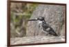 Pied Kingfisher-Hal Beral-Framed Photographic Print