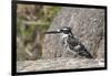 Pied Kingfisher-Hal Beral-Framed Photographic Print