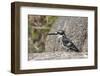 Pied Kingfisher-Hal Beral-Framed Photographic Print