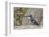 Pied Kingfisher-Hal Beral-Framed Photographic Print