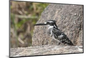 Pied Kingfisher-Hal Beral-Mounted Photographic Print