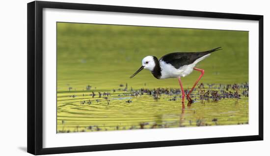 Pied Stilt 02-Kurien Yohannan-Framed Photographic Print