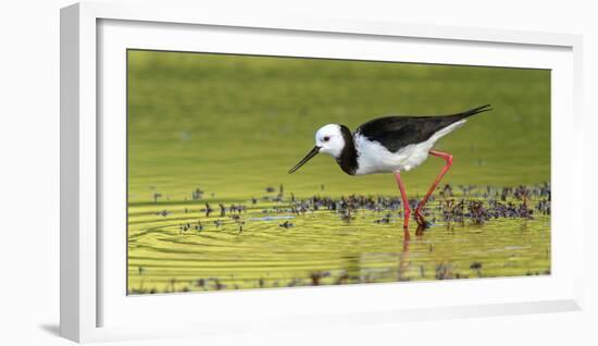 Pied Stilt 02-Kurien Yohannan-Framed Photographic Print