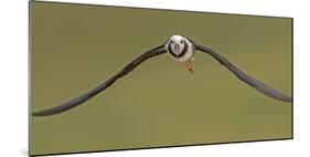 Pied Stilt 10-Kurien Yohannan-Mounted Photographic Print