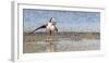 Pied Stilt 18-Kurien Yohannan-Framed Photographic Print