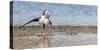 Pied Stilt 18-Kurien Yohannan-Stretched Canvas