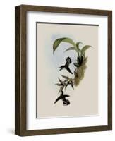 Pied-Tailed Hummingbird, Phlogophilus Hemileucurus-John Gould-Framed Giclee Print