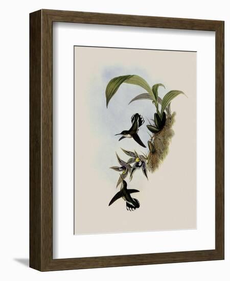 Pied-Tailed Hummingbird, Phlogophilus Hemileucurus-John Gould-Framed Giclee Print