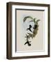 Pied-Tailed Hummingbird, Phlogophilus Hemileucurus-John Gould-Framed Giclee Print