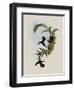 Pied-Tailed Hummingbird, Phlogophilus Hemileucurus-John Gould-Framed Giclee Print