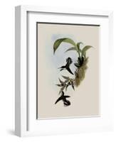 Pied-Tailed Hummingbird, Phlogophilus Hemileucurus-John Gould-Framed Giclee Print