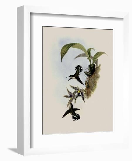 Pied-Tailed Hummingbird, Phlogophilus Hemileucurus-John Gould-Framed Giclee Print