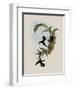 Pied-Tailed Hummingbird, Phlogophilus Hemileucurus-John Gould-Framed Giclee Print