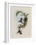 Pied-Tailed Hummingbird, Phlogophilus Hemileucurus-John Gould-Framed Giclee Print