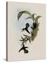 Pied-Tailed Hummingbird, Phlogophilus Hemileucurus-John Gould-Stretched Canvas