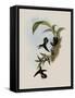 Pied-Tailed Hummingbird, Phlogophilus Hemileucurus-John Gould-Framed Stretched Canvas