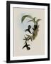 Pied-Tailed Hummingbird, Phlogophilus Hemileucurus-John Gould-Framed Giclee Print