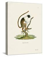 Pied Tamarin-null-Stretched Canvas