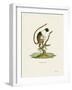 Pied Tamarin-null-Framed Giclee Print