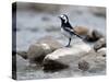 Pied Wagtail Male Perched on Rock in Stream, Upper Teesdale, Co Durham, England, UK-Andy Sands-Stretched Canvas
