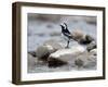 Pied Wagtail Male Perched on Rock in Stream, Upper Teesdale, Co Durham, England, UK-Andy Sands-Framed Photographic Print