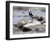 Pied Wagtail Male Perched on Rock in Stream, Upper Teesdale, Co Durham, England, UK-Andy Sands-Framed Photographic Print