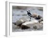 Pied Wagtail Male Perched on Rock in Stream, Upper Teesdale, Co Durham, England, UK-Andy Sands-Framed Photographic Print