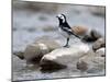 Pied Wagtail Male Perched on Rock in Stream, Upper Teesdale, Co Durham, England, UK-Andy Sands-Mounted Photographic Print