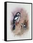 Pied Woodpecker-Archibald Thorburn-Framed Stretched Canvas
