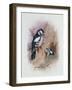 Pied Woodpecker-Archibald Thorburn-Framed Giclee Print