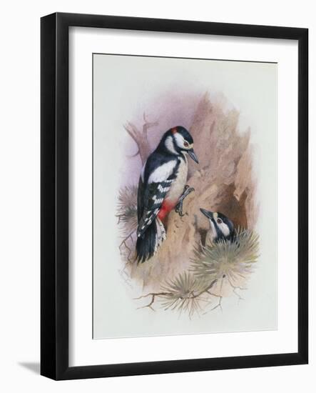 Pied Woodpecker-Archibald Thorburn-Framed Giclee Print