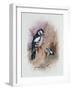 Pied Woodpecker-Archibald Thorburn-Framed Giclee Print