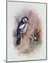 Pied Woodpecker-Archibald Thorburn-Mounted Giclee Print