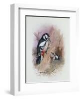 Pied Woodpecker-Archibald Thorburn-Framed Giclee Print