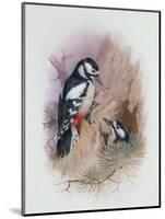 Pied Woodpecker-Archibald Thorburn-Mounted Giclee Print