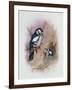 Pied Woodpecker-Archibald Thorburn-Framed Giclee Print