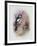 Pied Woodpecker-Archibald Thorburn-Framed Giclee Print