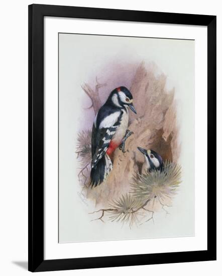 Pied Woodpecker-Archibald Thorburn-Framed Giclee Print