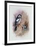 Pied Woodpecker-Archibald Thorburn-Framed Giclee Print