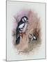 Pied Woodpecker-Archibald Thorburn-Mounted Giclee Print