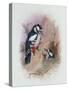 Pied Woodpecker-Archibald Thorburn-Stretched Canvas